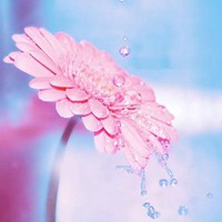 花朵头像，给生活一份恬静 (10)