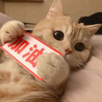 让人惬意的绵软软猫咪头像 (1)