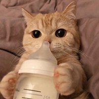 让人惬意的绵软软猫咪头像 (3)