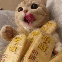 让人惬意的绵软软猫咪头像 (4)