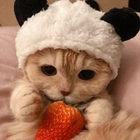 让人惬意的绵软软猫咪头像 (5)