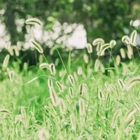 适合夏天的小清新花朵风景头像图片 (2)