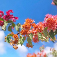 适合夏天的小清新花朵风景头像图片 (10)