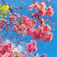 适合夏天的小清新花朵风景头像图片 (14)