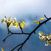 2021简约有意境的花朵 (9)