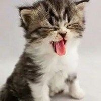 奶猫头像 超萌小奶猫头像 (1)