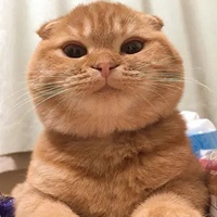 奶猫头像 超萌小奶猫头像 (4)