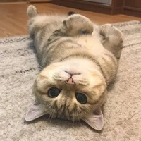 奶猫头像 超萌小奶猫头像 (6)