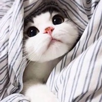 奶猫头像 超萌小奶猫头像 (7)