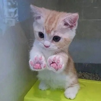 奶猫头像 超萌小奶猫头像 (10)