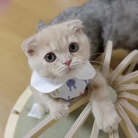 奶猫头像 超萌小奶猫头像 (11)