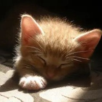 奶猫头像 超萌小奶猫头像 (13)