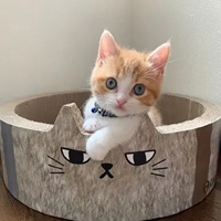 奶猫头像 超萌小奶猫头像 (15)