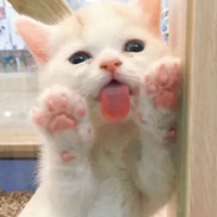 奶猫头像 超萌小奶猫头像 (17)