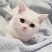 奶猫头像 超萌小奶猫头像 (19)