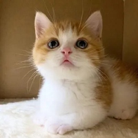 奶猫头像 超萌小奶猫头像 (20)