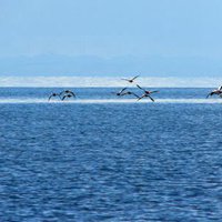 青海湖微信头像 (12)