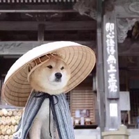 搞笑的动物们恶搞表情头像 (5)