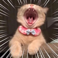 搞笑的动物们恶搞表情头像 (6)