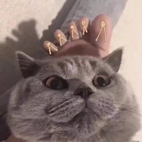 搞笑的动物们恶搞表情头像 (10)